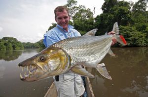 Tigerfisch Grosser Tigerfisch